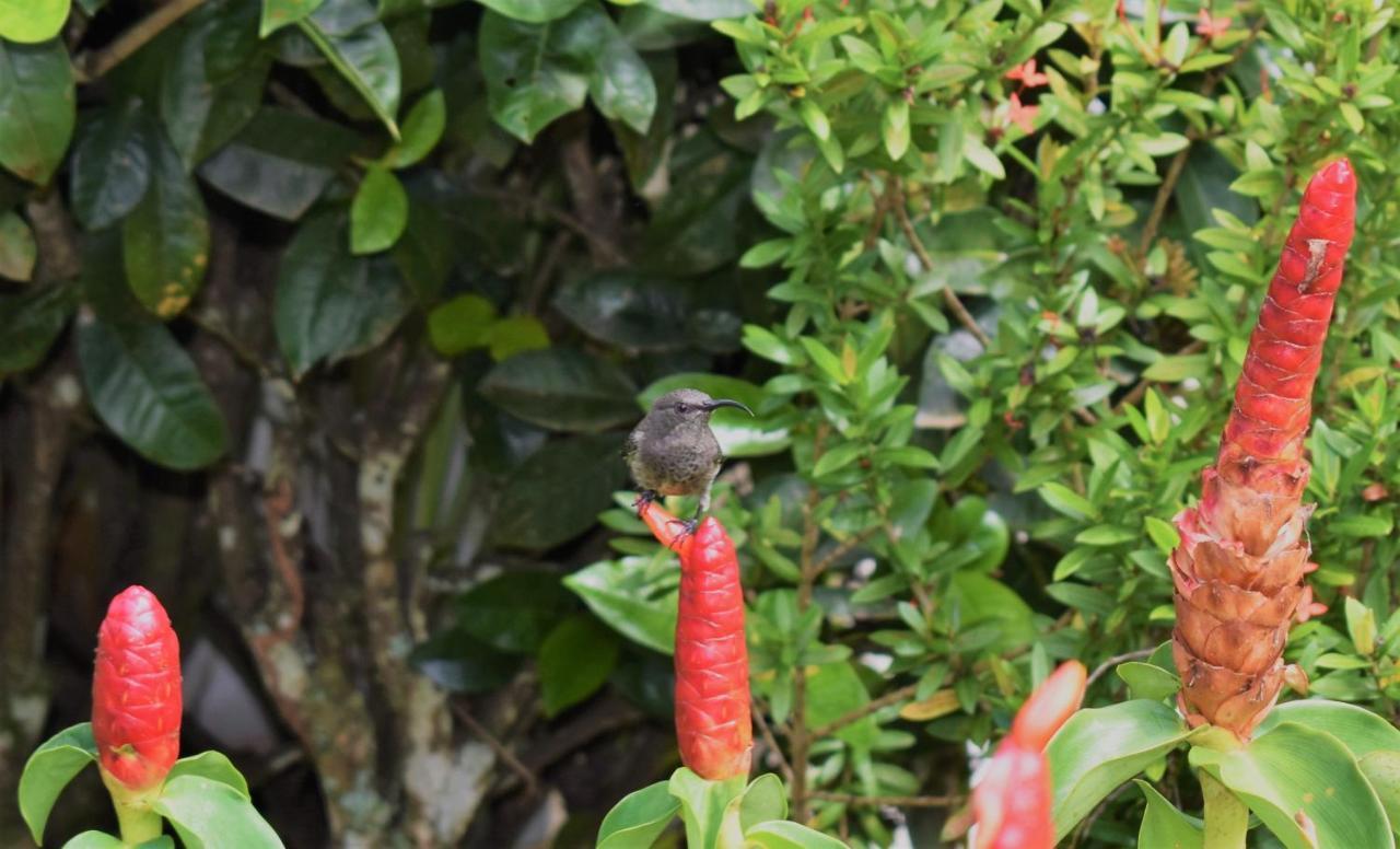 Alpesi faház Sunbird Anse Boileau