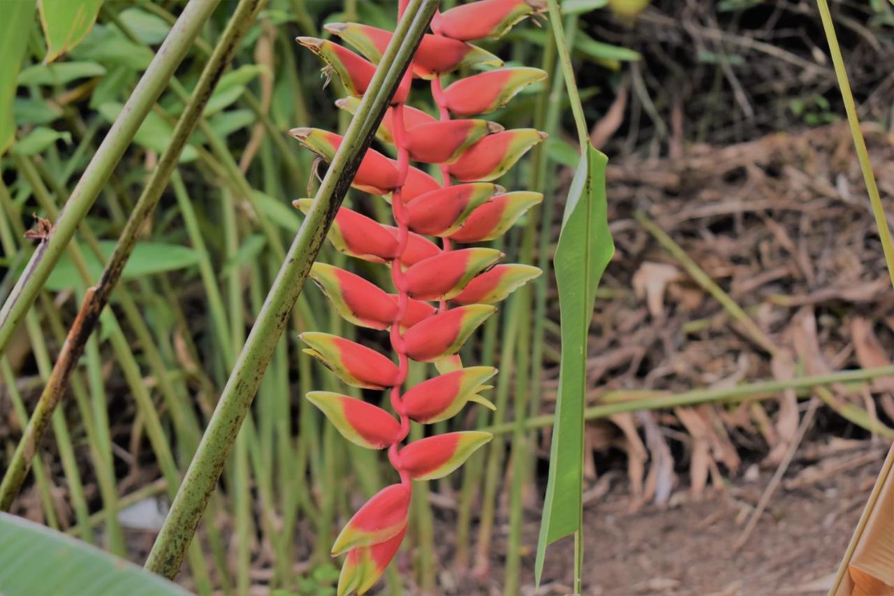Sunbird Alpesi faház