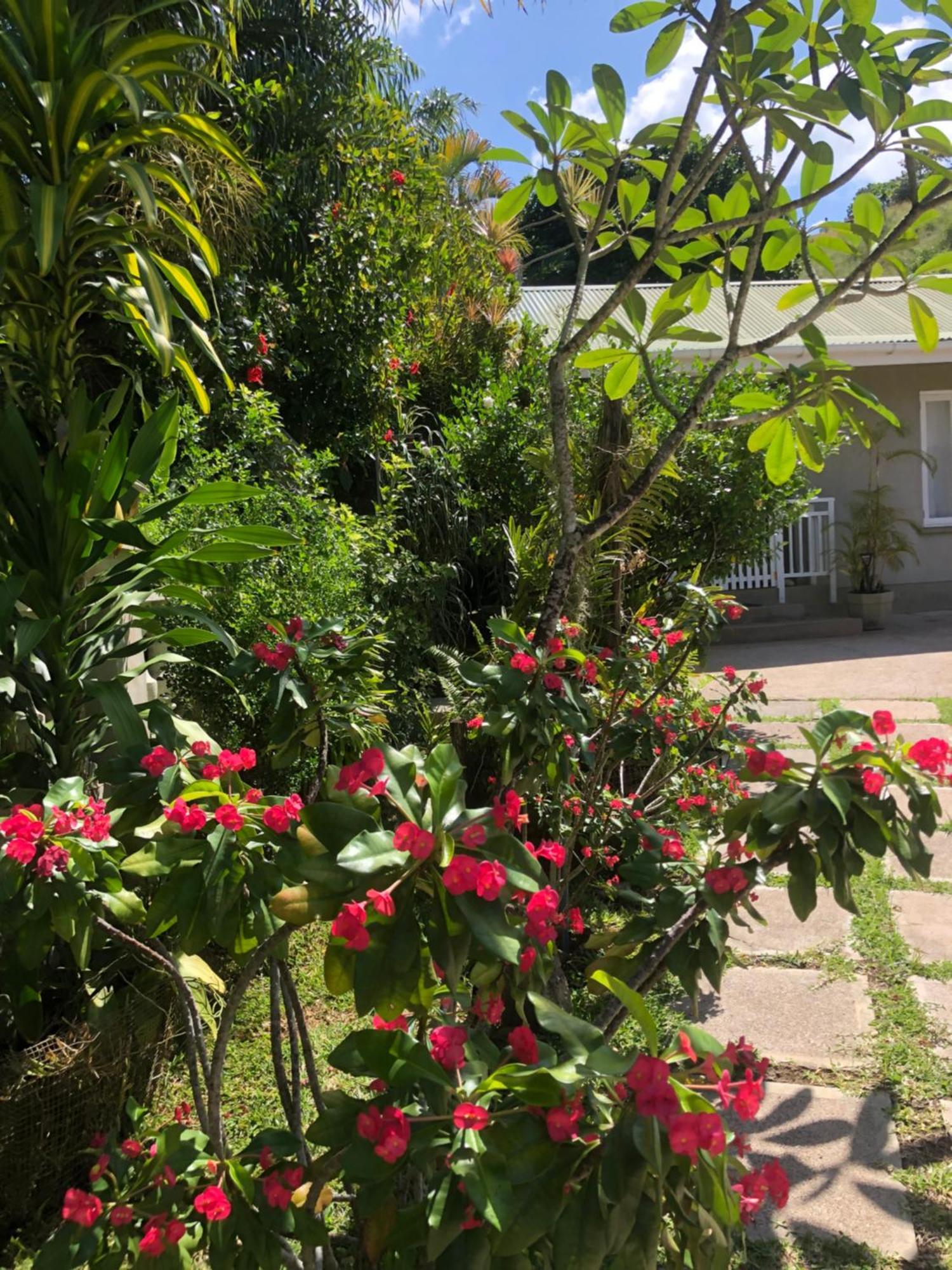 Sunbird آنس بوالو